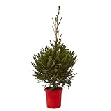 Árbol de Navidad Planta natural Pícea Excelsa Enraizada | Abeto Navideño | Abeto para plantar (60-80cm)