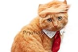 Prymal Comfort Disfraz de gato Trump y corbata para Halloween, fiestas e imágenes