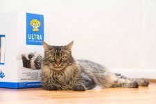 La mejor arena para gatos