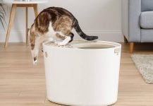 Mejores areneros para gatos