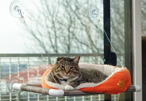 Mejores camas colgantes para gatos para ventana