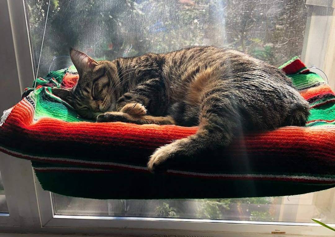 Camas colgantes para gatos para ventana