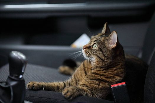 Cómo prevenir el mareo en los gatos al viajar en coche
