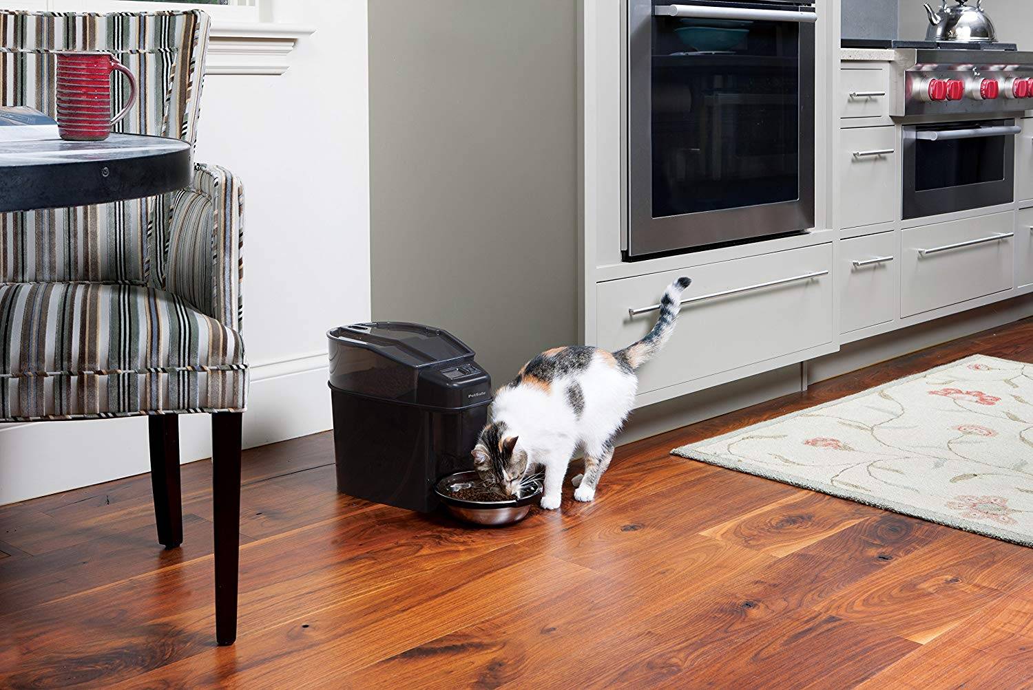 Mejores comederos automáticos para gatos