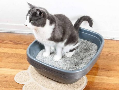 5 pasos garantizados para enseñar a tu gato para usar su caja de arena