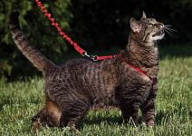 Mejores arneses para gatos