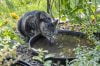 Mejores bebederos para gatos