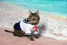 10 mejores disfraces para gatos de los que te enamorarás
