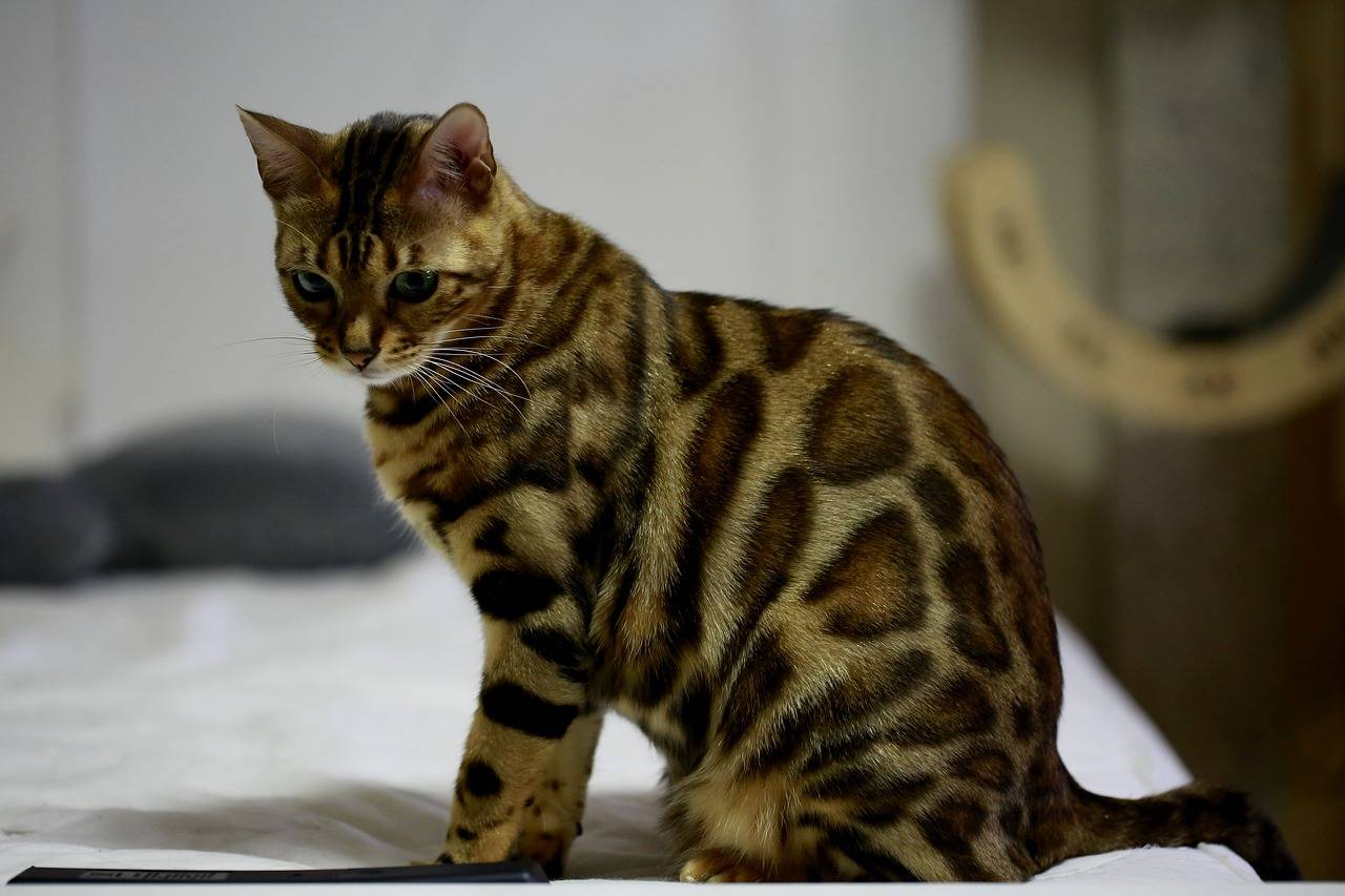 Gato de Bengala - razas de gatos a las que les gusta el agua