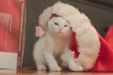 Mejores disfraces de Navidad para gatos