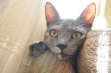 5 consejos para evitar que tu gato arañe los muebles