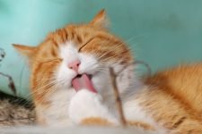 Aseo en gatos: Todo lo que necesitas saber