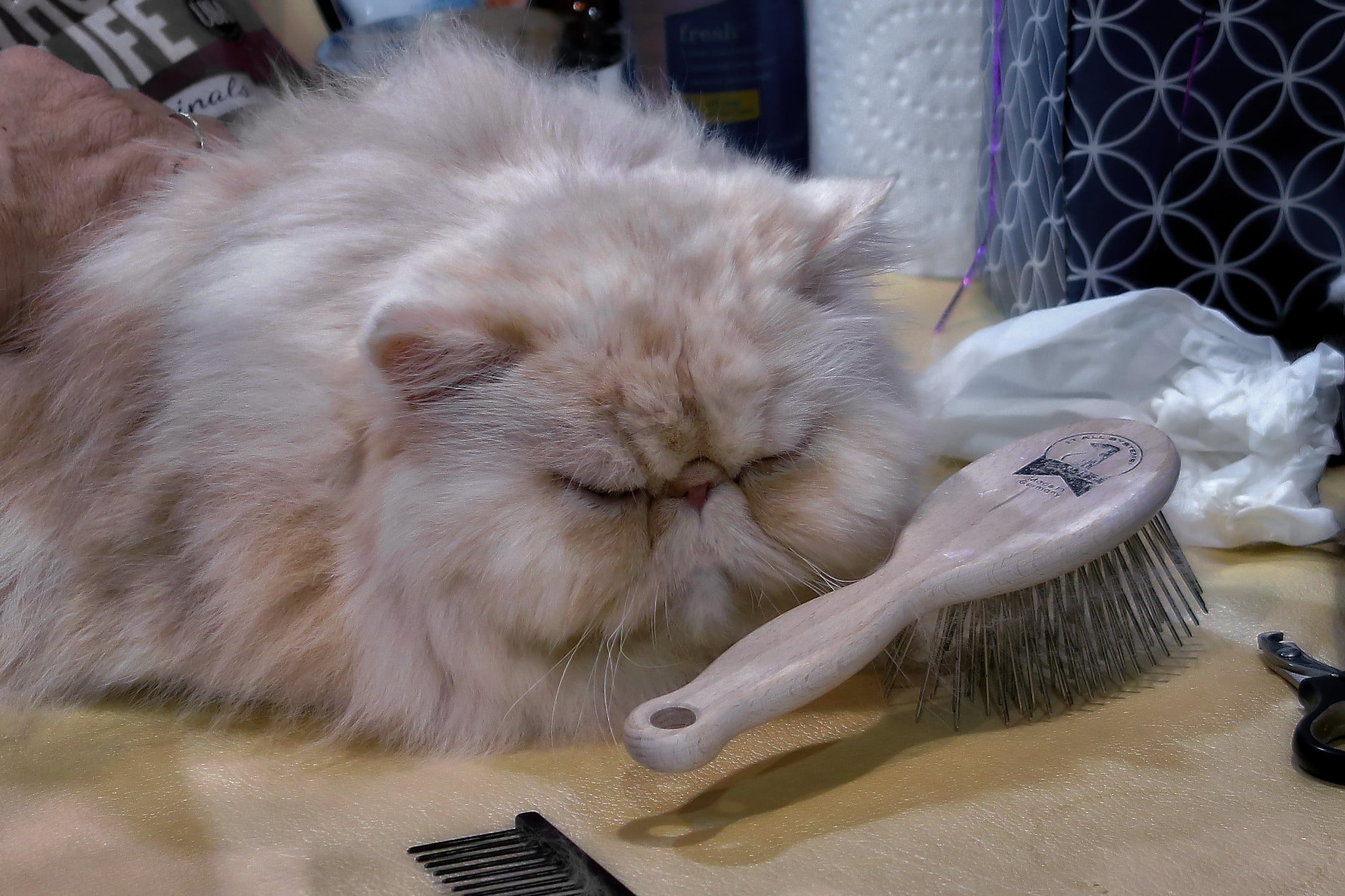 Guía y mejores cepillos para gatos para un aseo óptimo