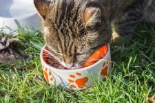 Mejores comederos para gatos