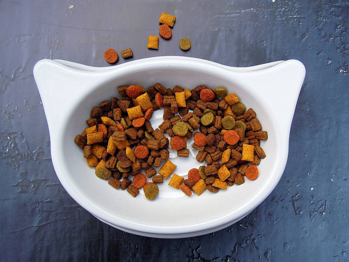 Mejores comederos para gatos - Best Food Bowls For Cats