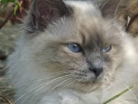 Gato Birmano