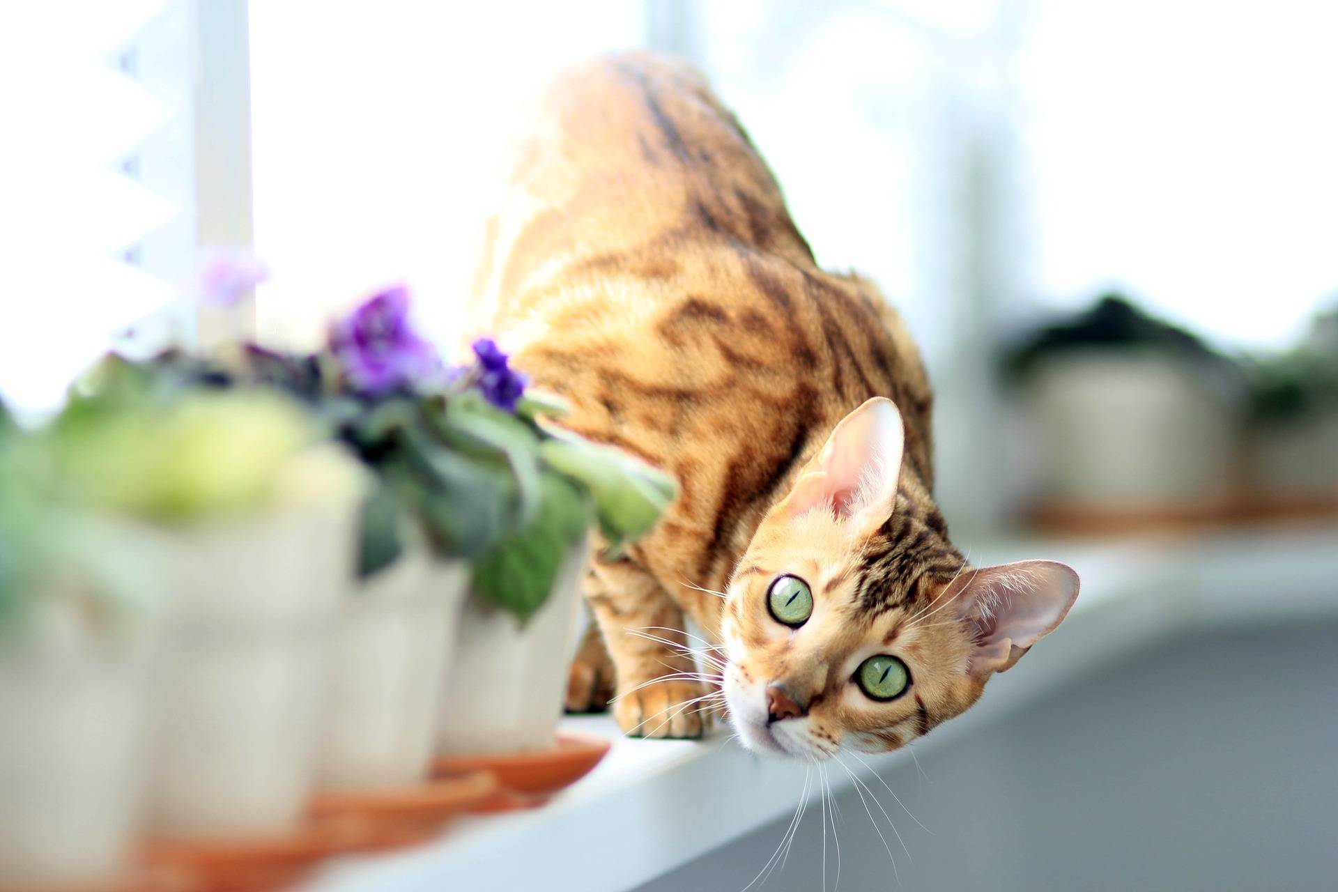 Gato de Bengala: Información, características y datos de la raza del gato 1 Gato de Bengala