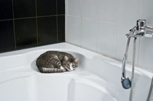 Por que a los gatos no les gusta el agua