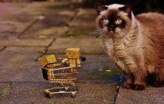 Regalos para los amantes de los gatos
