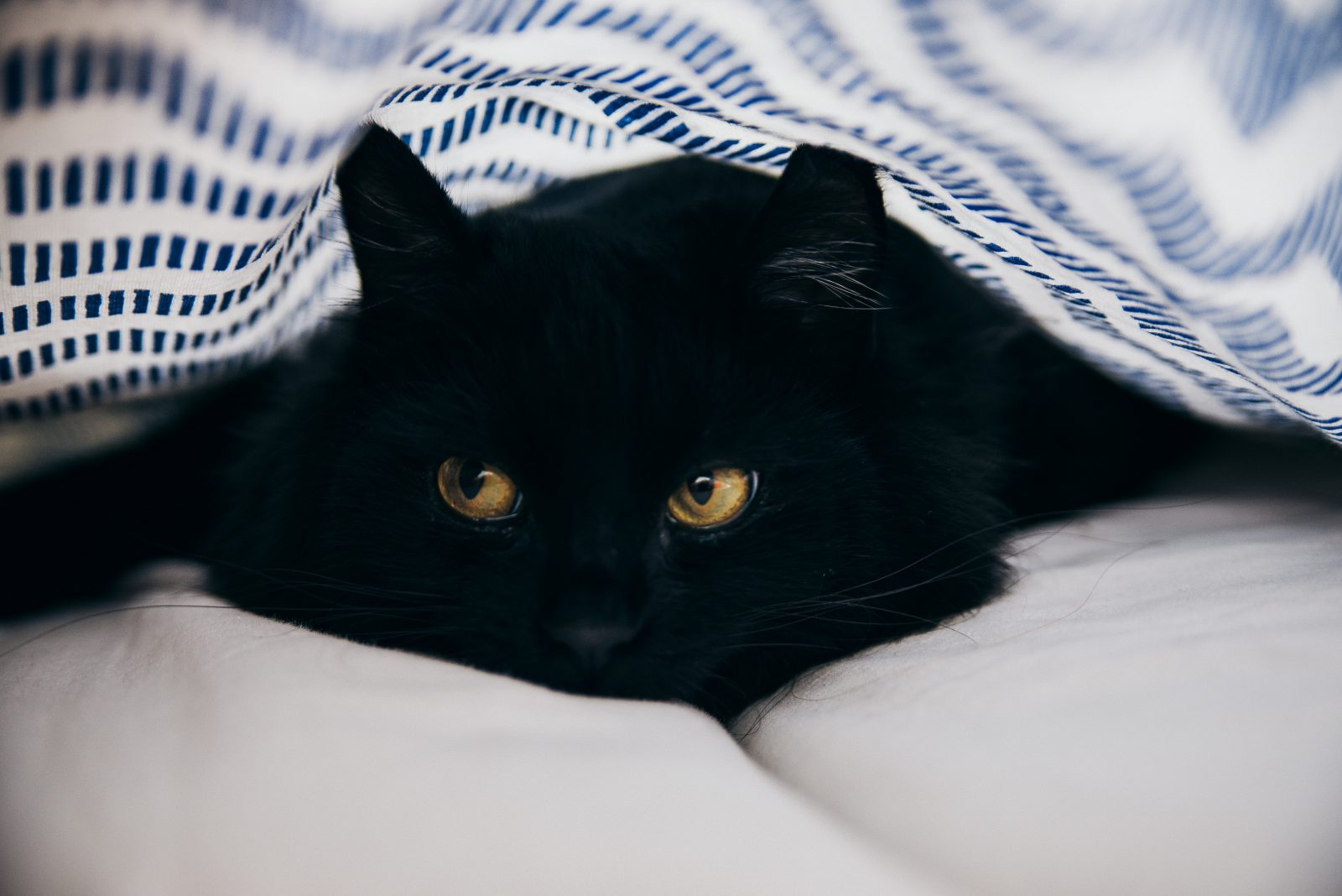 Supersticiones del gato negro Creencias de Buena y Mala Suerte
