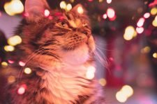 Seguridad contra incendios para gatos
