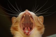 Mejores cepillos de dientes para gatos