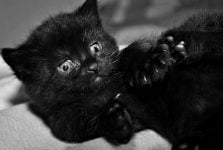 Los mejores cortaúñas para gatos