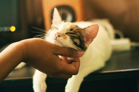 Cómo sujetar a tu gato para el cepillado (suavemente)