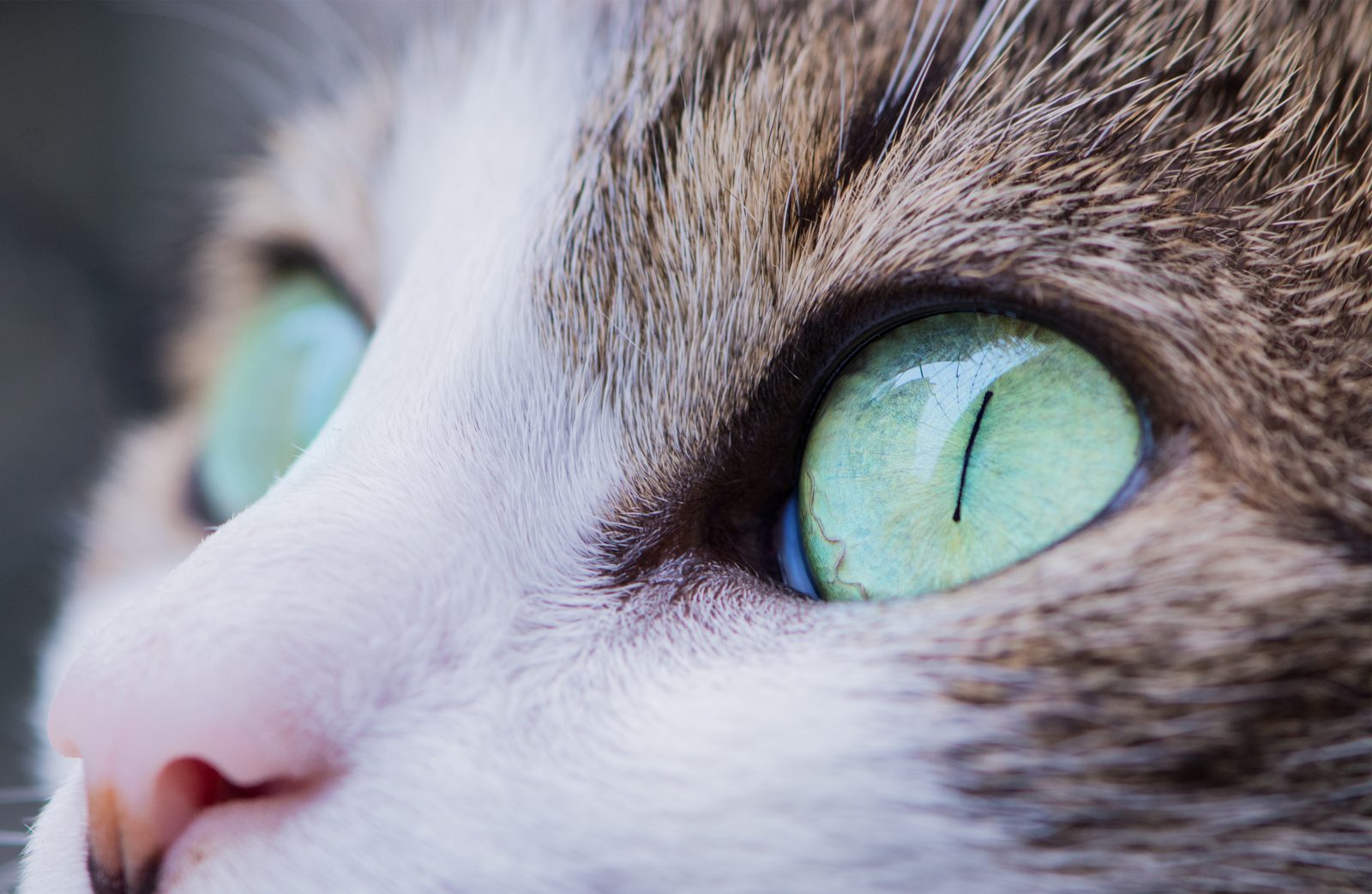 Cómo limpiar los ojos de tu gato: todo lo que necesitas saber