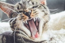 Mejor pasta de dientes para gatos