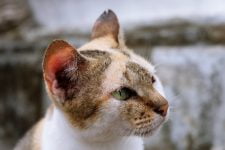¿Puedes afeitar a un gato?