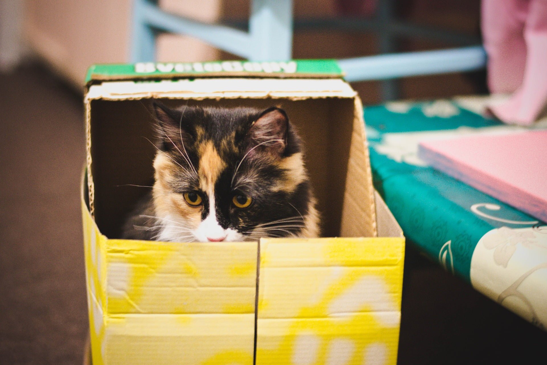 ¿Por qué a los gatos les gustan las cajas tanto? 1 ¿Por qué a los gatos les gustan las cajas tanto?