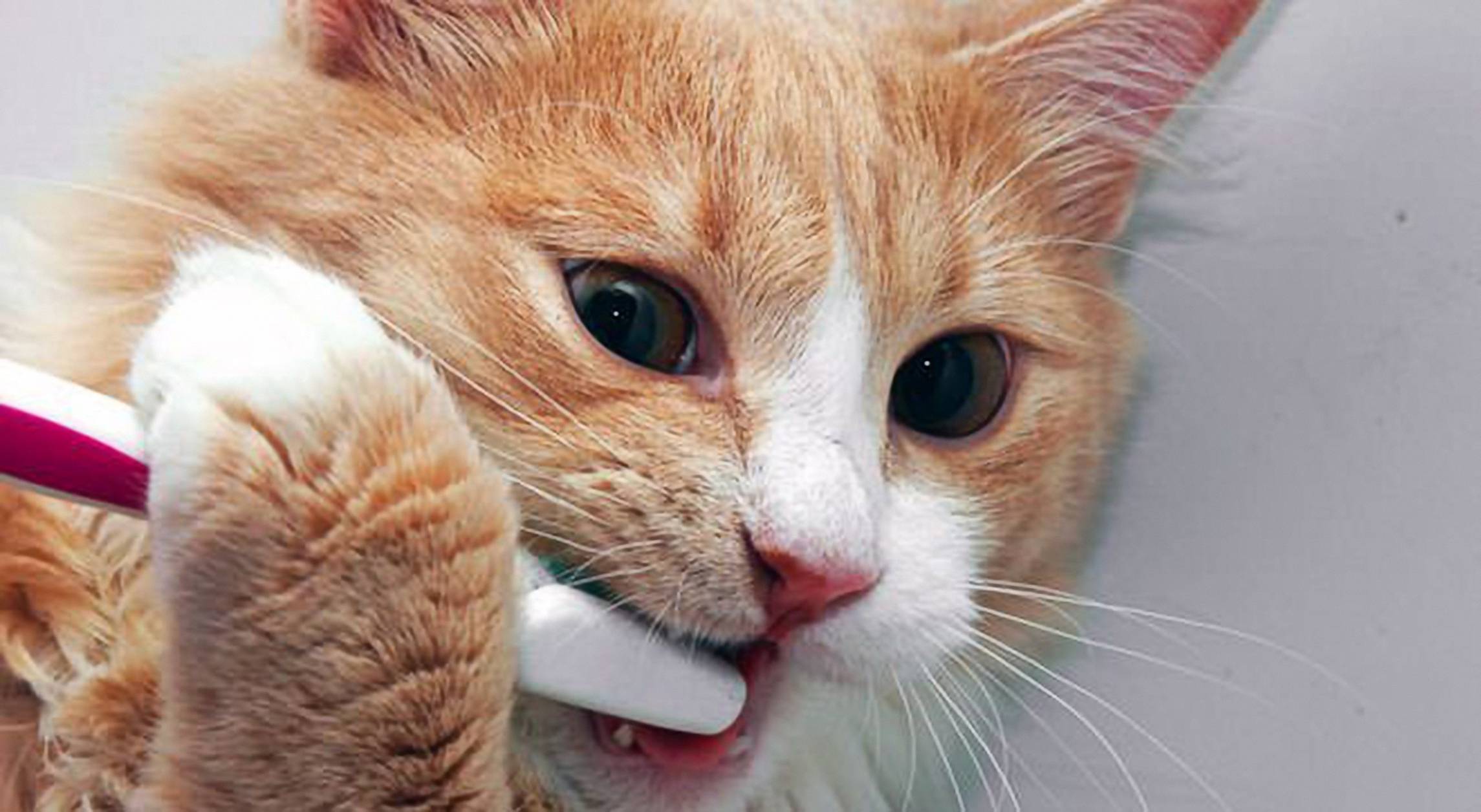 ¿Cómo cepillar los dientes de tu gato correctamente?