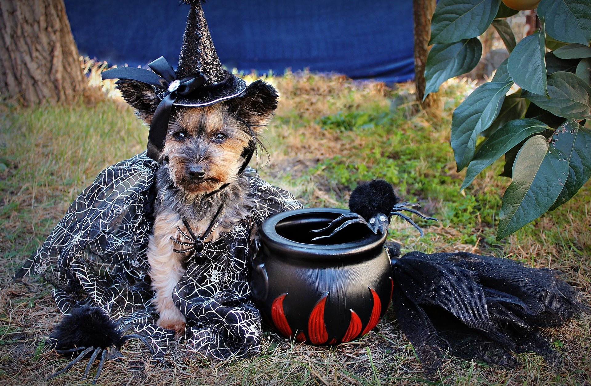 23 mejores disfraces para perros para Halloween y fiestas 1