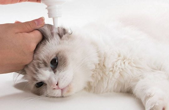 Los mejores limpiadores de orejas para gatos