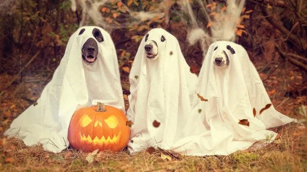 10 Consejos de seguridad para perros en Halloween