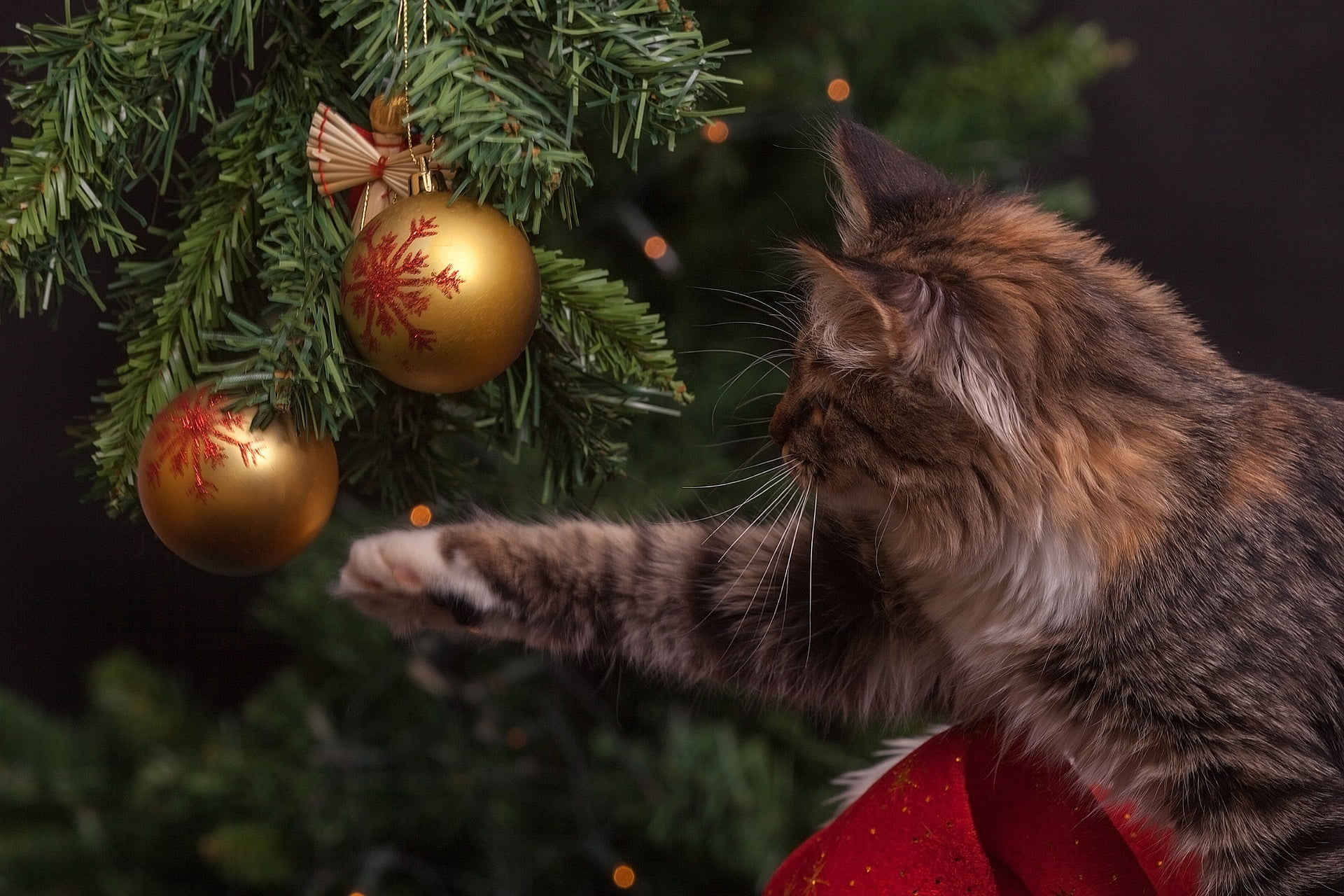 10 Consejos de seguridad para gatos durante la navidad 1 10 Consejos de seguridad para gatos durante la temporada navideña