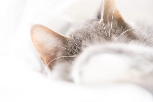 Cómo limpiar las orejas de tu gato correctamente