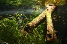 Consejos para bajar el PH del acuario de agua dulce
