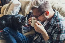 ¿Cómo demuestran afecto los gatos?
