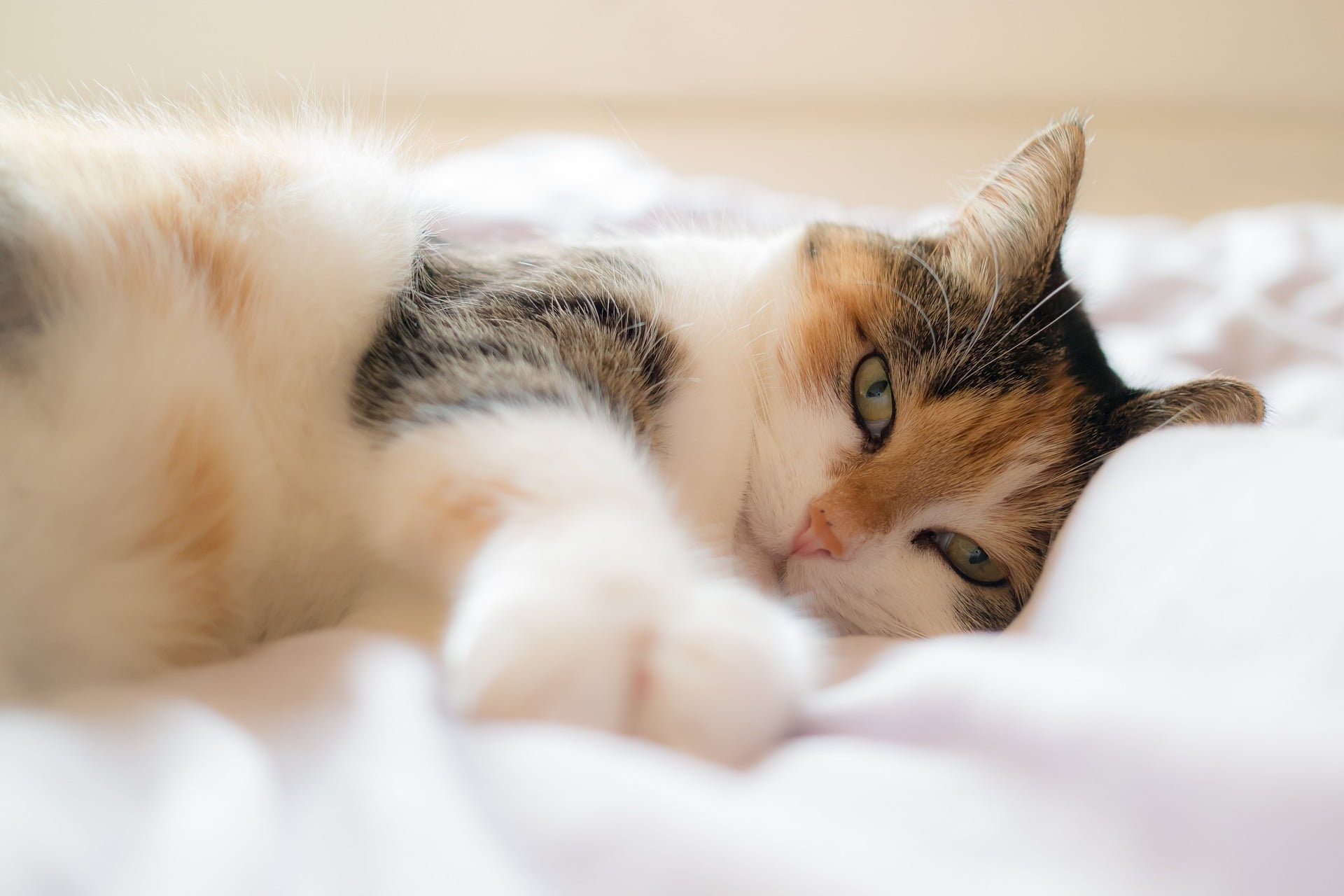 Cómo entrenar a un gato para amar su cama