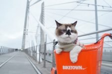 Como meter a un gato en un transportín para gatos