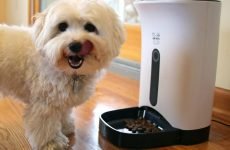 mejores comederos automáticos para perros