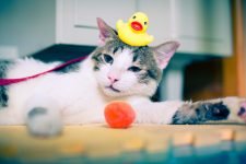 10 grandes formas de mantener entretenido a tu gato