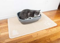 Cómo eliminar el olor del arenero del gato como un profesional
