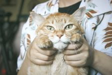 Cómo saber si tu gato es zurdo o diestro