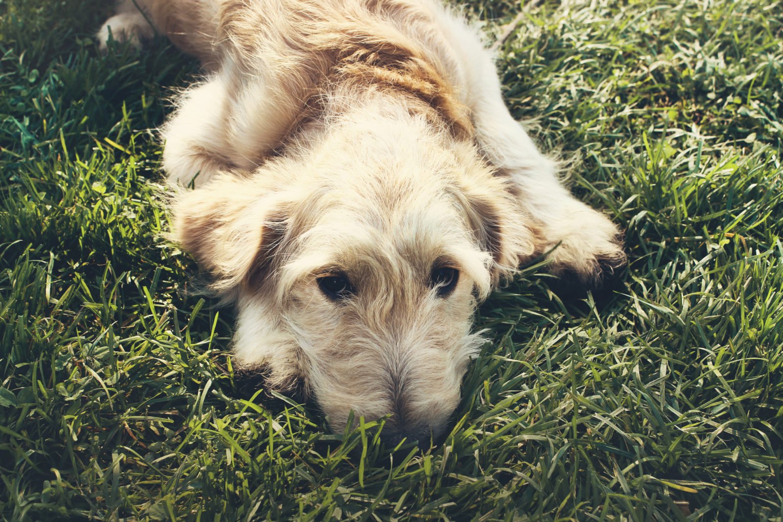 Clavamox para perros: Guía de usos, beneficios y efectos secundarios