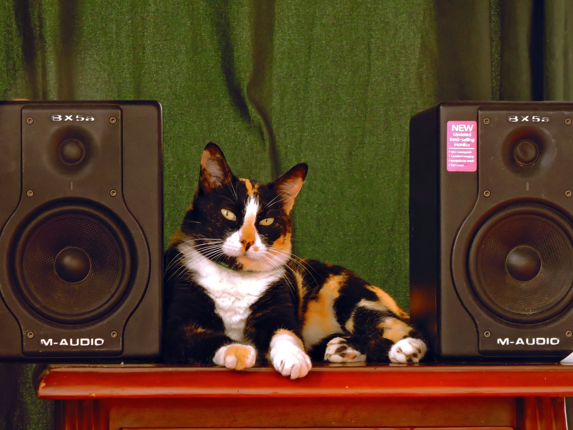 ¿A los gatos les gusta la música? ¿De qué tipo disfrutan?