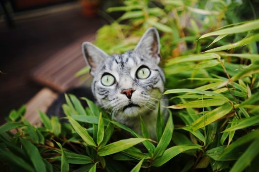 Los 10 mejores consejos para encontrar gatos perdidos