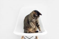 Cómo mantener a tu gato activo en invierno
